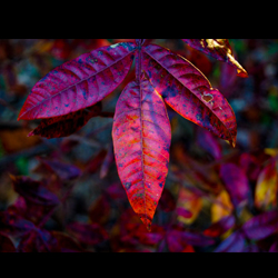 Rainbow Leaves, by Ann Alexander Studios