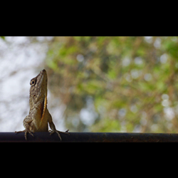 Reptile View, by Ann Alexander Studios