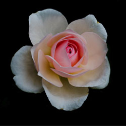 Delicate, by Ann Alexander Studios